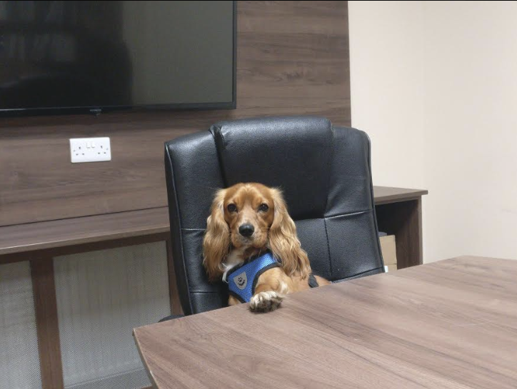 Today is National bring your dog to work day! Who do you think is cuter? 

#nationalbringyourdogtowork #dogtowork #dogintheoffice #tilehaven #cork