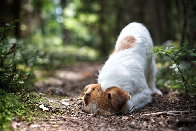sinypet's tweet image. Digging is as natural to pups as eating, playing, scratching and sleeping. It is important to remember that digging is only a symptom, not a problem. There are some reasons why your dog is digging: instinct, cooling, boredom or anxiety. 
#dogdigging #digginghole #dogs #Sinypet