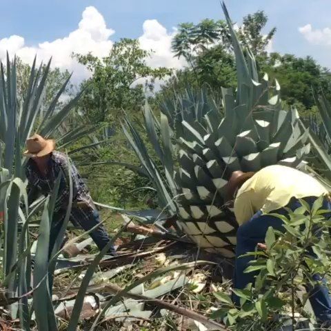 TequilaAficion's tweet photo. Just Pinned to Instagram Videos #100DaysofSummer: Reposted from @delmagueymezcal -  @aacinematography filming the harvest of an approximately 500 kg Espadin.  @nikonusa #delmaguey #singlevillage #mezcal #espadin #agave #maguey #cosecha @makingmezcal https://t.co/mSiWmeMS1M https://t.co/6FvUC7OyJo