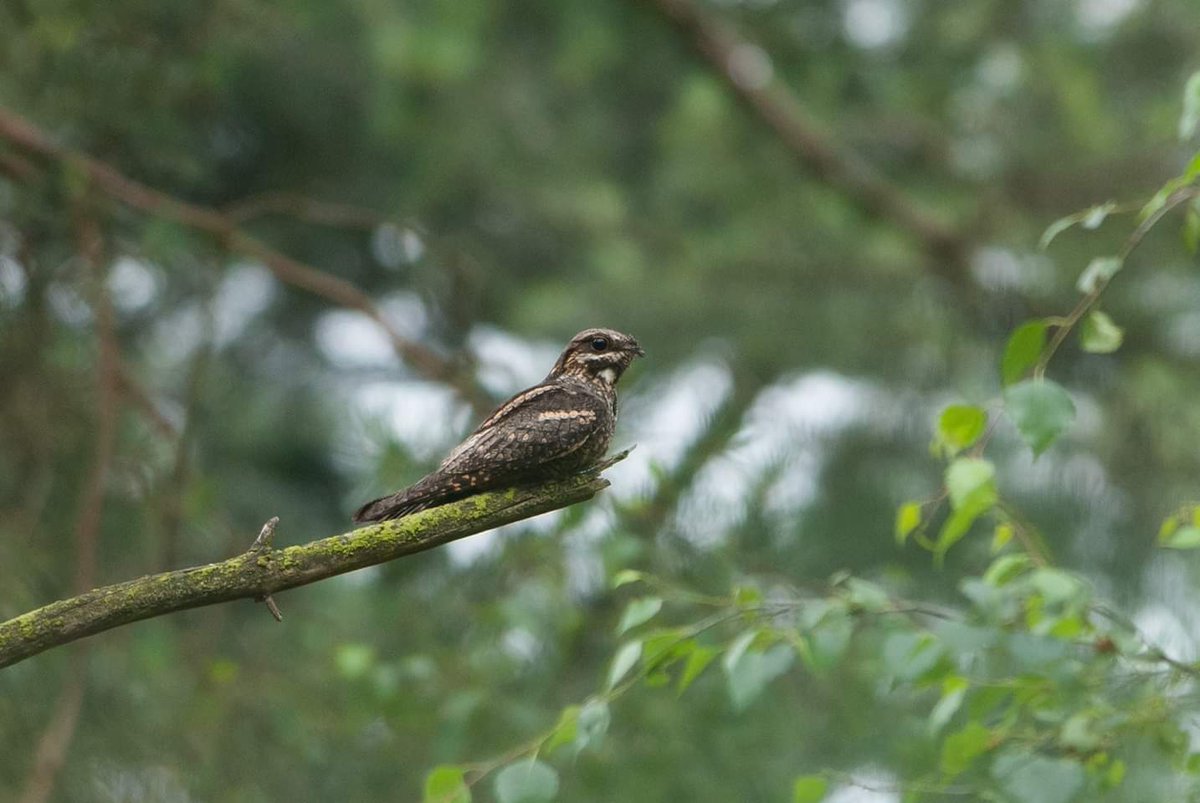 Ga vanavond mee luisteren na het 'gekrekel' van de nachtzwaluw.
22.00 uur locatie zie ivn.nl/afdeling/ivn-o… #zomer