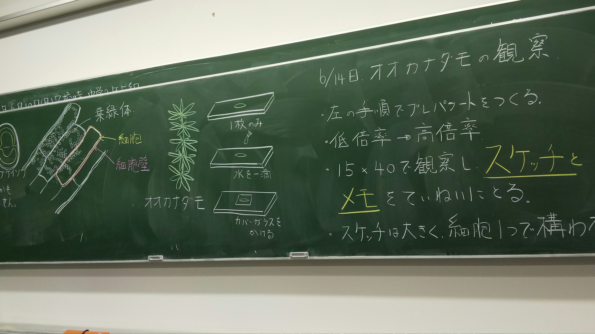 理科教師とらふずく 過去の観察と板書 オオカナダモの観察 T Co qijmg7ab Twitter