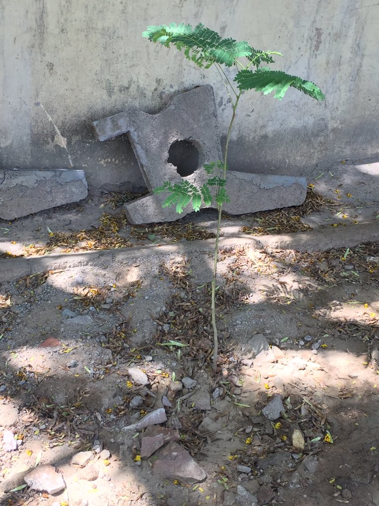 ngovriksha's tweet photo. Vriksha foundation not just only plants the saplings also we take care of our plants like a mother takes care of her child. Some glimpses of our survey. #GoGreen #VrikshaFoundation @Inc42 @ombirlakota @ntpclimited @narendramodi @MoHFW_INDIA https://t.co/FVdCf2Ix7K