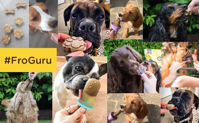 GuruPetFood's tweet photo. Happy #FroGuru FriYAY!βοΈ
Ever wondered how to create your own GURUlicious treats? Would you like to find out ways to shake up your food routine?
Well, @maddieandfamily have the blog for you!
Check it outπ€π: https://t.co/RK4pjj7USV
#ColdPressedObsessed #takeyourdogtoworkday https://t.co/2jYGJiJxhb
