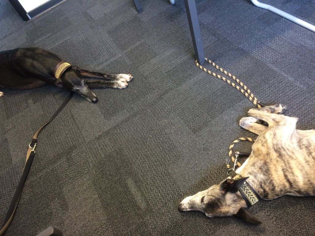 OU_LifespanPsy's tweet photo. International bring your dog to work day! #OU_Nederland #HumanAnimalInteraction #peteffect https://t.co/DQTCrIUgDd