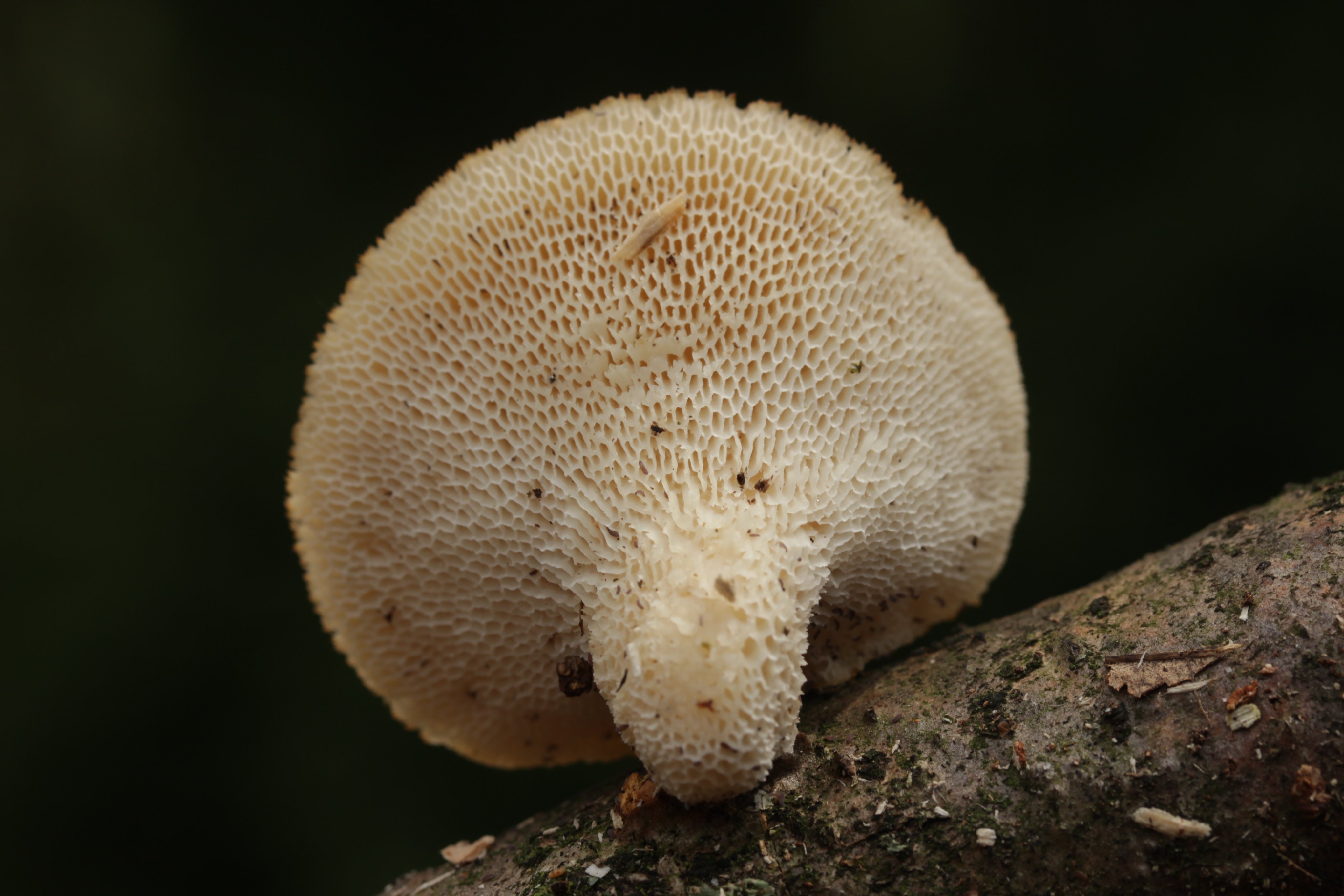 Bolet de soca de roure (Polyporus tuberaster)