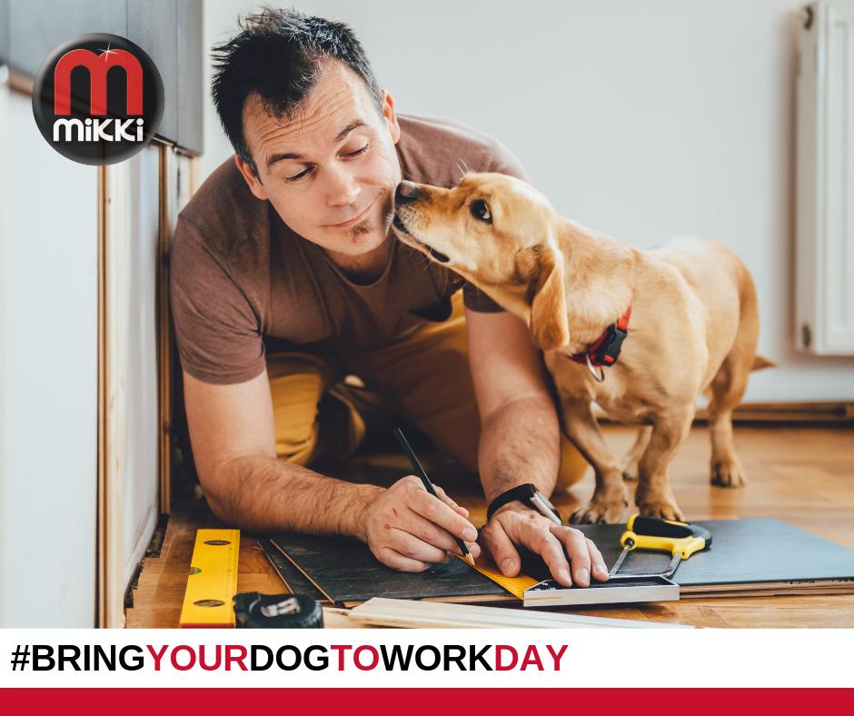 mikkipet's tweet photo. It's all about dogs in the office today as we support @BringDog2WorkUK in their annual event to raise monies for @AnimalsAsiaUK &amp; @AllDogsMatter wishing everyone a productive day whether your pooch is a help or a hindrance 🐕🙂 #BringYourDogToWorkDay https://t.co/9eIbWuIleY