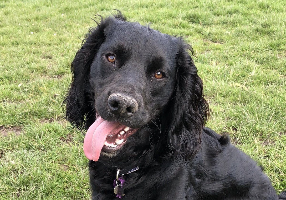 KTHallmark's tweet image. 🐶🐶🐶Here it’s always #BringYourDogToWorkDay 
#WorkshopAssistant