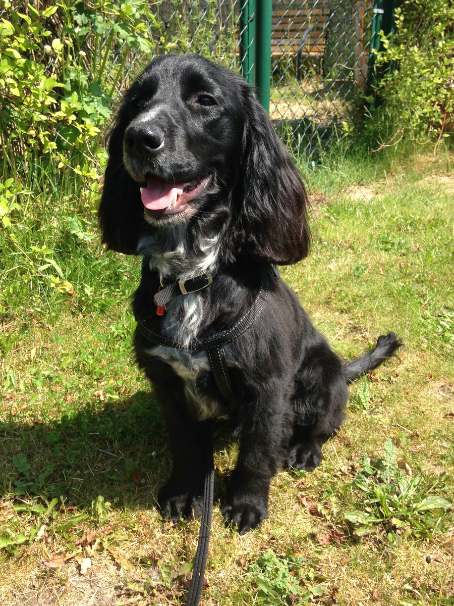 KTHallmark's tweet image. 🐶🐶🐶Here it’s always #BringYourDogToWorkDay 
#WorkshopAssistant