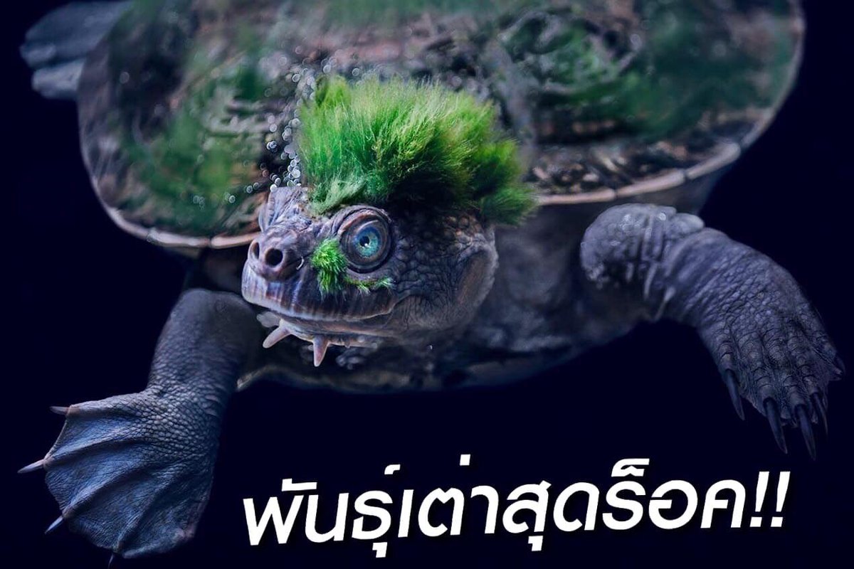 Ламантин и дюгонь. Животные обитающие в водорослях. Черепаха мэри ривер. Зостера водоросли каспийского моря. Рыба клоун гермафродит.