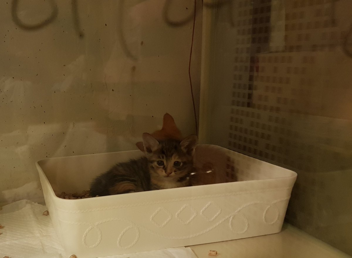 ___catThe's tweet photo. 어린 애들이 괴롭히던걸 구조되어 온 아가들... 제발 길냥이 새끼들에 손대고 괴롭히지 말았으면 https://t.co/ptk8Qwut2e