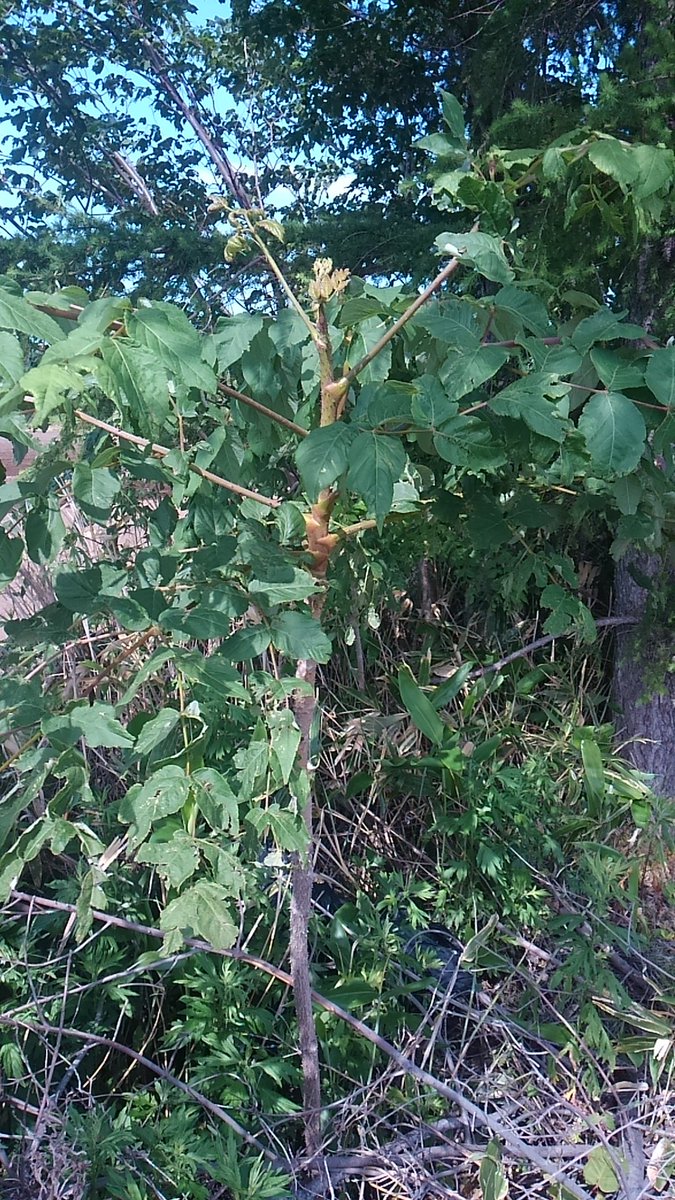 Laflar Silverhammer على تويتر みんな結構好きな山菜 タラの芽でお馴染みのタラの木 芽を摘まれずに無事に成長するとこうなります これぐらい大きくなったらもう食べられません 来年またお楽しみに ヽ O 丿 外側にはトゲがいっぱいあるので 収穫するときは注意