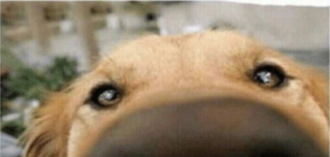 ugrozeni_zmaj's tweet image. kriv sam 😇