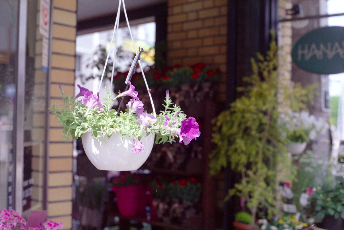 SazanamiGallery's tweet photo. 【作例紹介】
Kodak ProFoto XL100は、
非常に優しく光を描写してくれるフィルムです。注目すべきなのはハイライト側の階調の豊かさ。白飛びせず、しっかりと柔らかい光が表せています。解像感も良いですね。日中屋外や明るい雰囲気の被写体さんにはピッタリではないでしょうか。(続) https://t.co/4Beqq18JtC