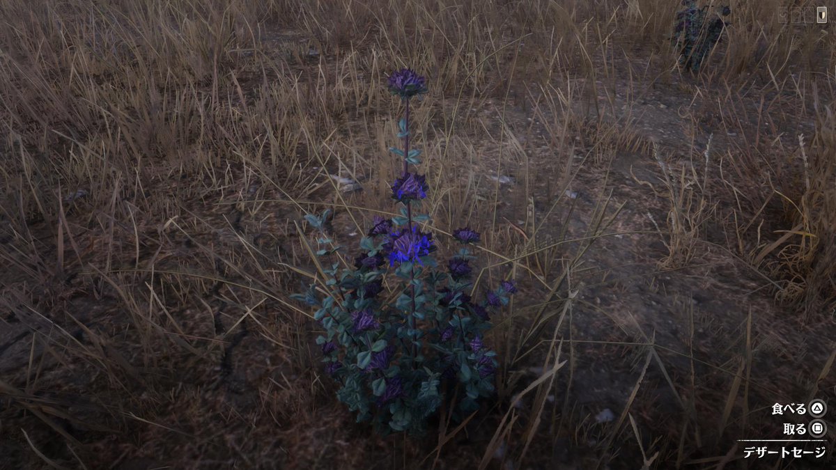 キンタ On Twitter 今日の植物 デザートセージ 紫色の花が特徴のセージです ニューオースティンの西部に自生してますね Rdr2 Rdo Rdonline