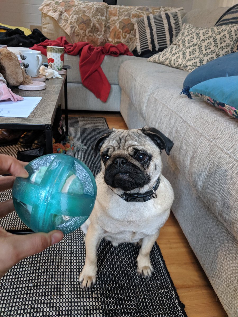 dog ball thrower kmart