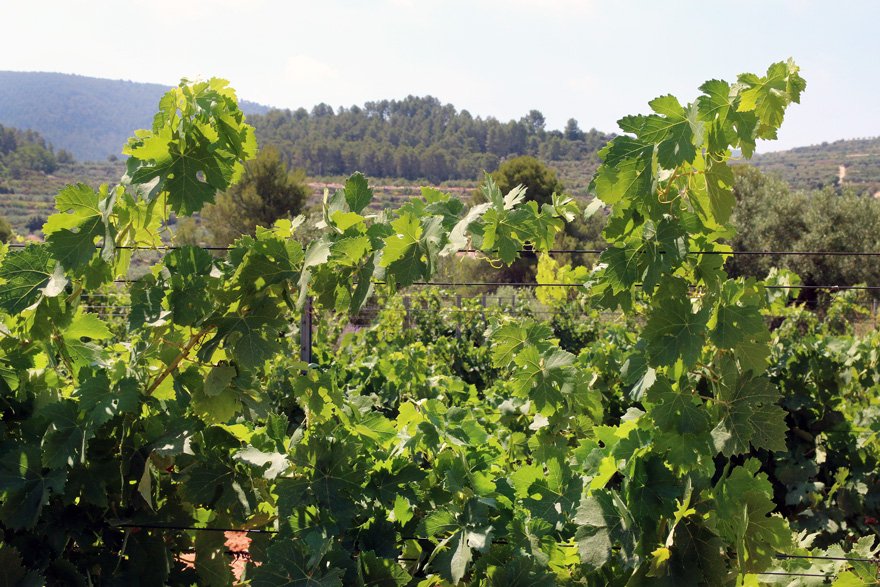 Clos Cor Ví tweet media