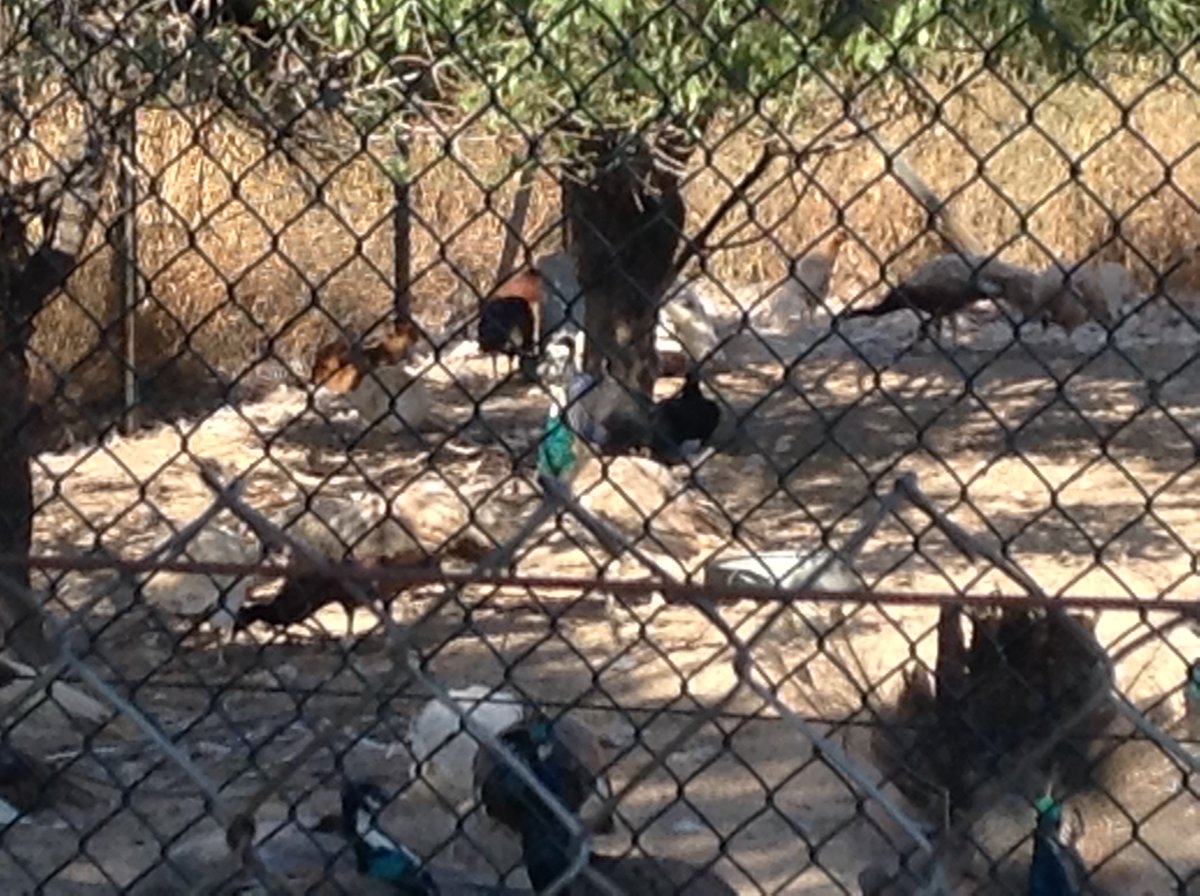 dibbdibb tweet media