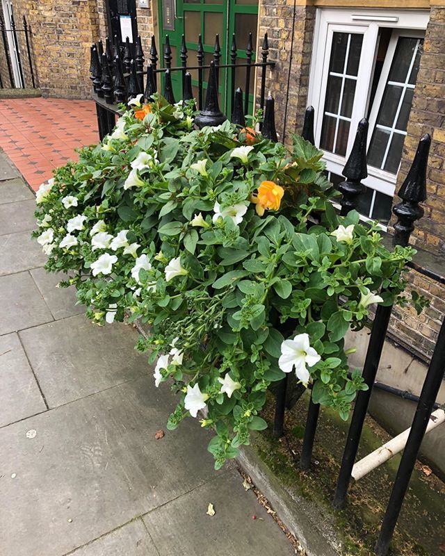 CJSPlants's tweet image. Our window boxes are coming along nicely. A bit more sun and they will burst into bloom #windowboxes#petunias#begonias#shadeplanting#greeninglondon bit.ly/31FfluS