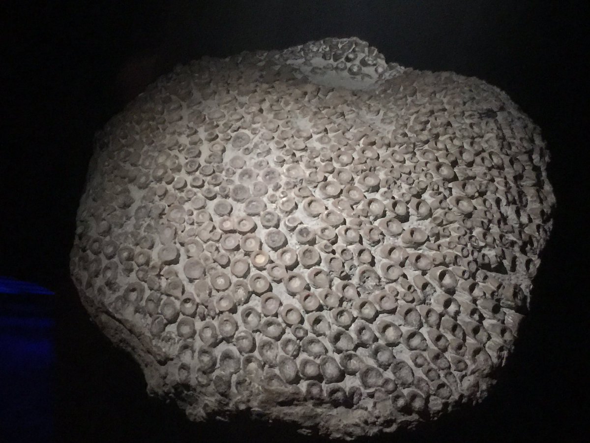 It’s #FossilFriday! Here’s a spectacular coral specimen on display in the Earth Hall of the Natural History Museum, London. What a beauty! <a href="/NHM_London/">Natural History Museum</a> #naturalhistorymuseum #geology @uniofyorkcll