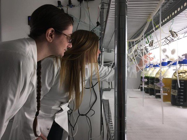 MSFOMA1's tweet image. #WomenInAquaculture
Tara Wyman @algafeed 
Laboratory and Production Manager at Algafeed, Florida. I was really into #MarineBotany and figuring out ways to improve the #environment using aquatic plants. I scale up marine #algal species as feed for #shellfishaquaculture.