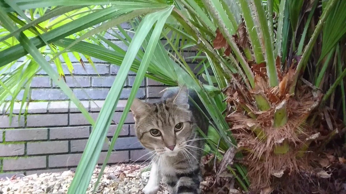 Longarmofthepaw's tweet photo. Good morning lovelys!😻🌞
Another morning paw patrol🐾
I have been spotted in the depths of the jungle getting to the root of another investigation. 😸😻
🐾💙👮‍♀️🙏👮‍♂️💙🐾 
#Movealong #lovemyjob #Roottosuccess #Workingtogether #Wellbeing https://t.co/CCoW93X9WW