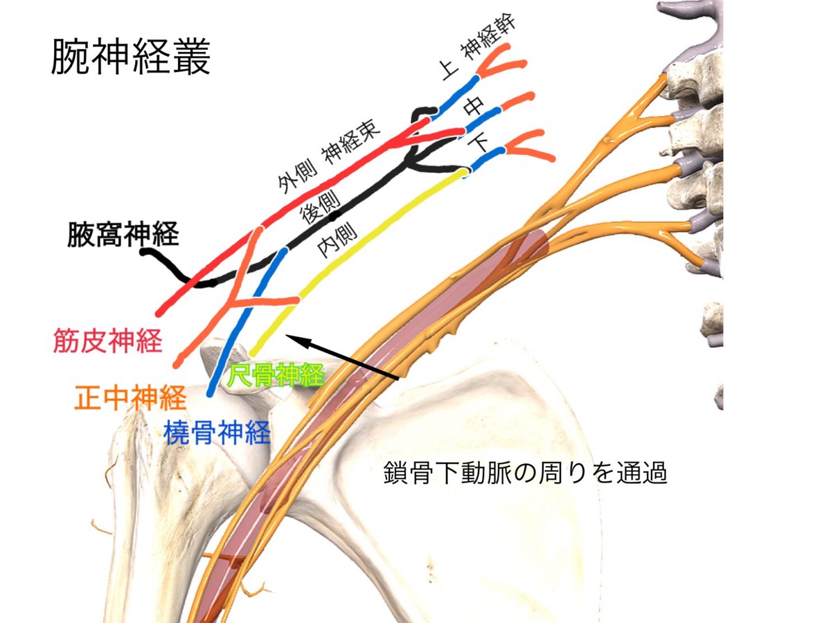 一社 日本治療家研究所 Prt療法 思いっきり解剖学 On Twitter 腕神経叢 外側神経束 後側神経束 内側神経束とありますが これは何に対しての外側なのか 後側なのか と 言いますと 鎖骨下動脈 に対してになります これだけでも腕神経叢にアレルギーが