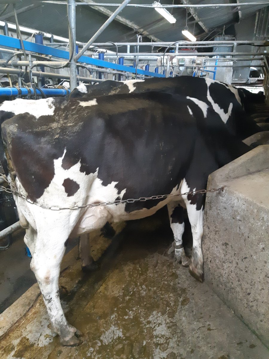 CiaranOShea11's tweet image. 2 sisters side by side.  Seaver 4th calf in front, stonewall 3rd calf behind. A herd of the stonewall is the goal.....#progress #linearconstruction