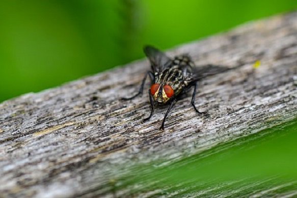 📰🐝| Bugs with bugs: hospital insects found to harbour drug-resistant bacteria, findings published today by @AstonLHS researchers <a href="/anthilton/">Anthony Hilton</a> <a href="/boiocchf/">Federica Boiocchi, PhD</a> 

➡bit.ly/2XX0CJz