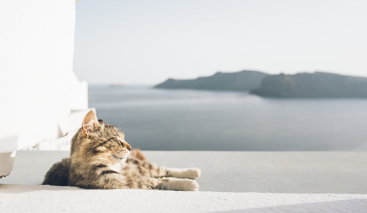 milesandlove's tweet photo. Donc on a été à Santorin, l'emblématique île des Cyclades. On a donc vu des chats (forcément), des mecs en train de s'assurer que la peinture blanche est parfaite, des villes ultra touristiques comme des petits bleds mignons. Et on a aussi fait du bateau✌️https://t.co/gU01zzpXa3 https://t.co/IFse0orpsv