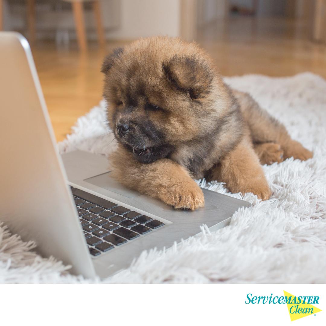 SM_CleanUK's tweet photo. It's #TakeYourDogToWorkDay today!
What do you think this little pup is watching on the laptop?
#Dog #QuestionOfTheDay #Rug #rugcleaning #servicemastercleanuk #servicemasterclean https://t.co/DxCAODzp94