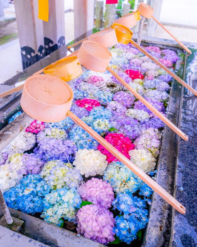 福岡県の春日神社も紫陽花を手水舎に浮かべていた Togetter