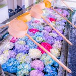 【福岡県 春日神社】のとってもキレイな手水舎の紫陽花!