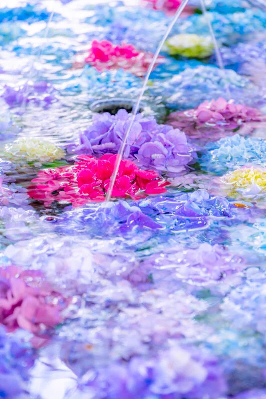 【福岡県 春日神社】のとってもキレイな手水舎の紫陽花!!