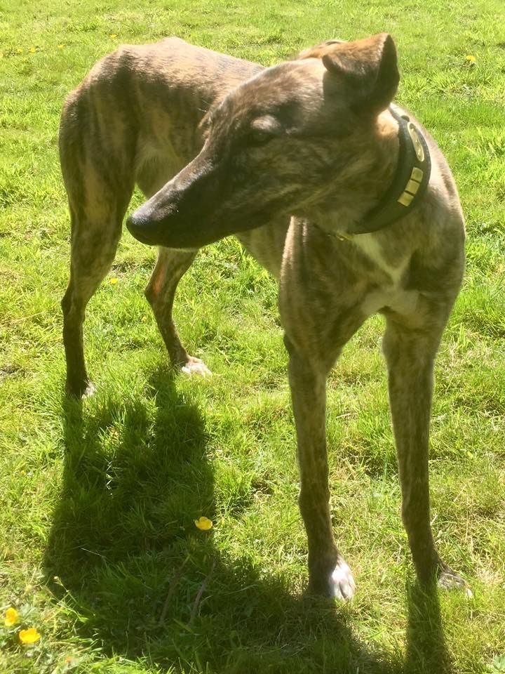 NWDogRescue's tweet photo. Please RT to help me find my furever home.
You'll find all my details and an enquiry-form here
https://t.co/0bchkODrFk https://t.co/X6GC62cZ6U