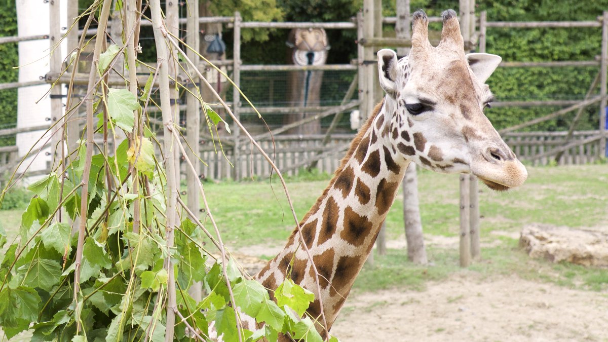 Vandaag is #WorldGiraffeDay ! 🦒 De giraf is gekend voor z'n lange nek, maar wist je dat ... de giraf evenveel nekwervels heeft als de mens, namelijk 7? 😆 #bellewaerde #giraf