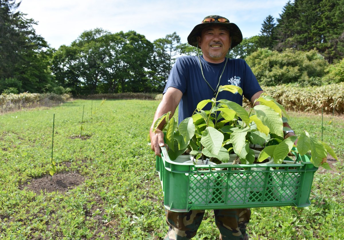 北海道新聞 幻の果実 ポポー栽培 函館の観光農園 本田代表 4年後の収穫目指す T Co Hyxvxw8tq8 北海道新聞 幻の果実 ポポー栽培 函館の観光農園 本田代表 4年後の収穫目指す T Co Hyxvxw8tq8