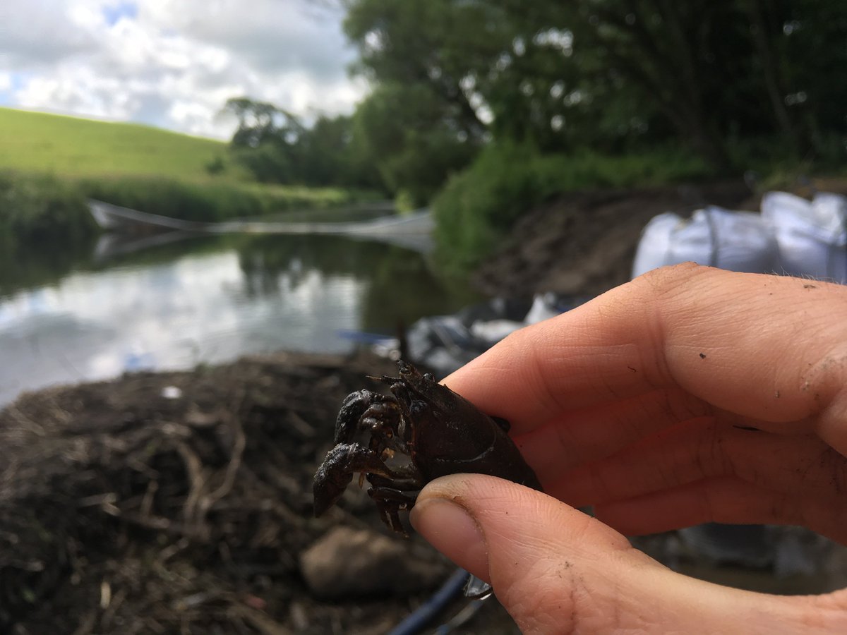 EnvirotechNWltd's tweet image. This week has just been busy …bird surveying, 4 fish rescues, newts, and of course bats with an away trip doing a dusk and dawn. Well done Team Envirotech! #ReactiveWork #PlannedWork #LongDays