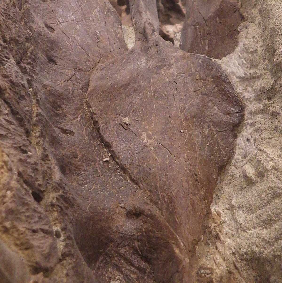 jasonloveusa's tweet photo. They flipped the skull of the Tufts-Love rex and exposed the roof of the mouth including an incredibly well preserved vomer.  @burkemuseum  #fossilfriday https://t.co/UKdztp8Yjh