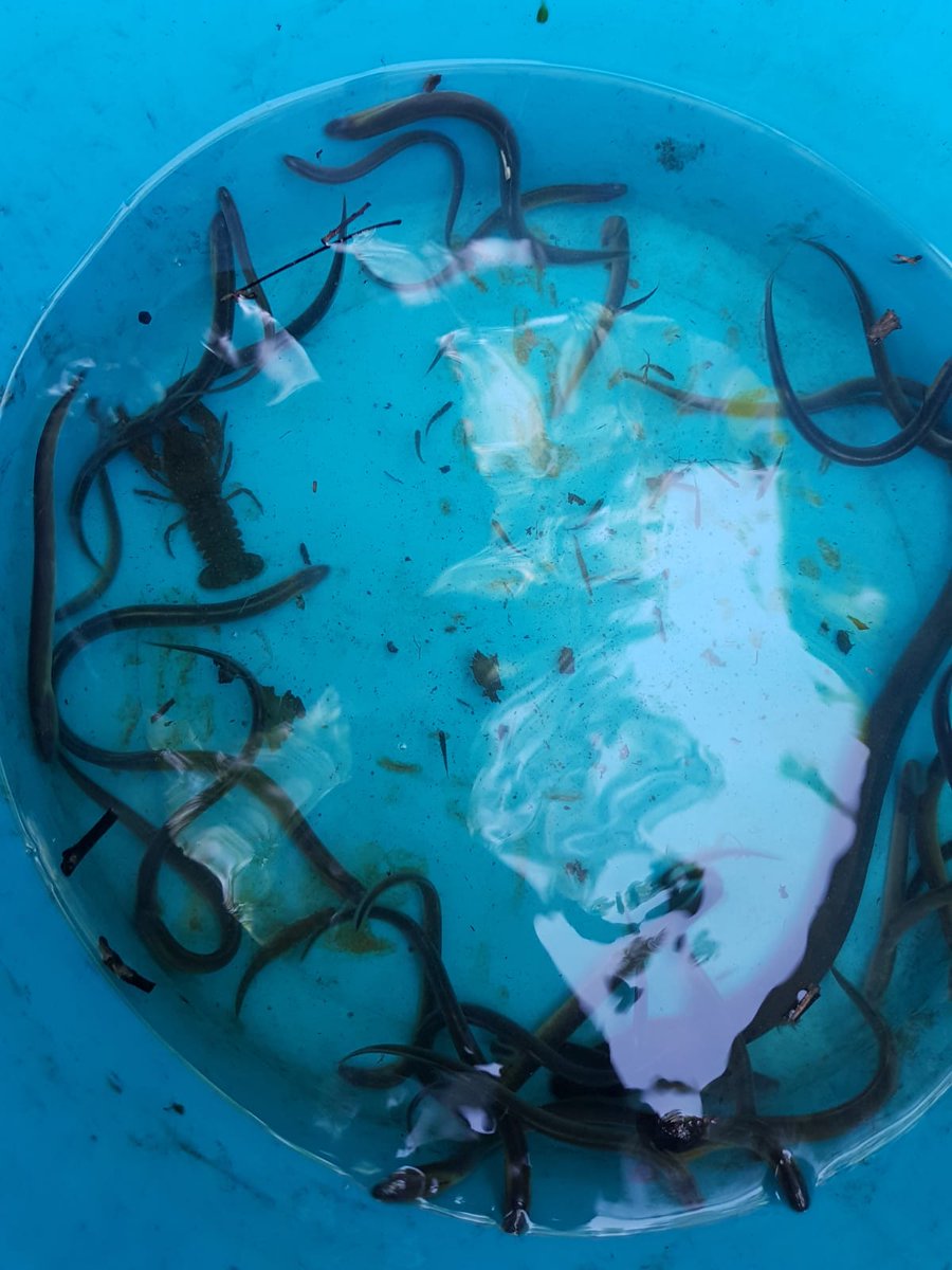 EnvirotechNWltd's tweet image. This week has just been busy …bird surveying, 4 fish rescues, newts, and of course bats with an away trip doing a dusk and dawn. Well done Team Envirotech! #ReactiveWork #PlannedWork #LongDays