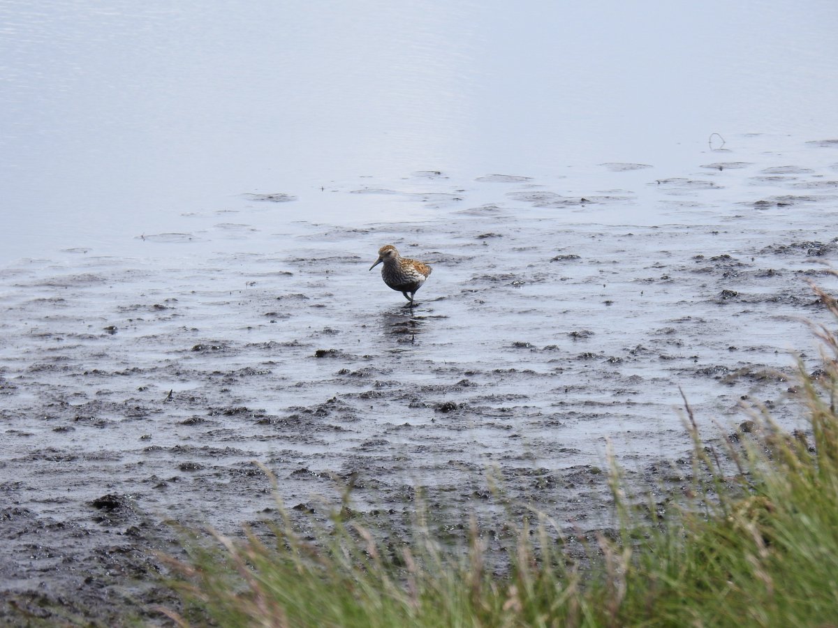 EnvirotechNWltd's tweet image. This week has just been busy …bird surveying, 4 fish rescues, newts, and of course bats with an away trip doing a dusk and dawn. Well done Team Envirotech! #ReactiveWork #PlannedWork #LongDays