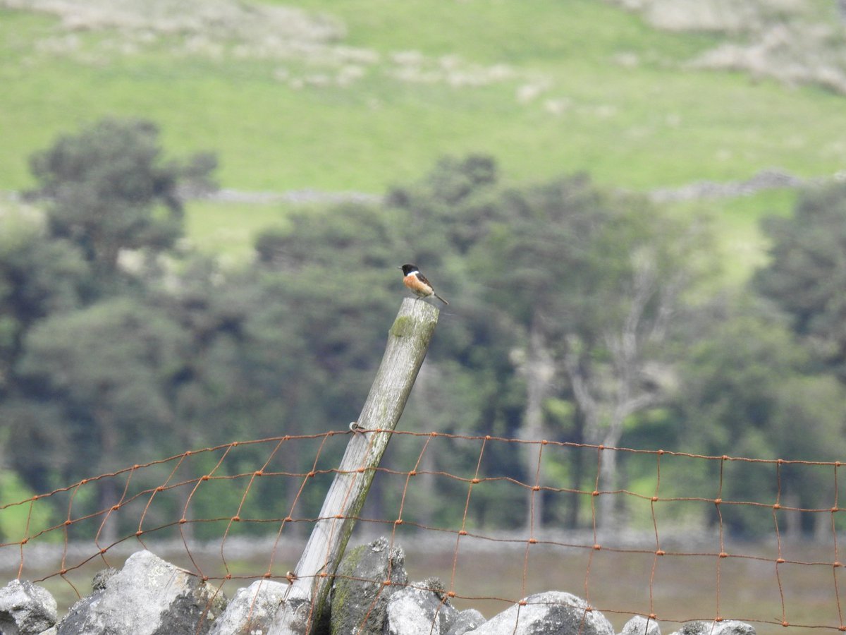 EnvirotechNWltd's tweet image. This week has just been busy …bird surveying, 4 fish rescues, newts, and of course bats with an away trip doing a dusk and dawn. Well done Team Envirotech! #ReactiveWork #PlannedWork #LongDays