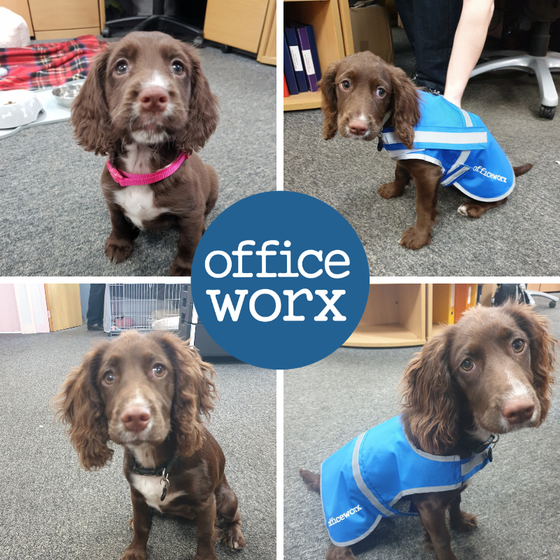 officeworx's tweet photo. Everyday is #BringYourDogToWorkDay for the @officeworx team! We love having @EvieDog around. She gives great cuddles &amp; has supplied us with lots of entertainment over the last 6 months 🐶⭐️ #OfficeworxPuppy #GlosBiz https://t.co/1otjkkseWn