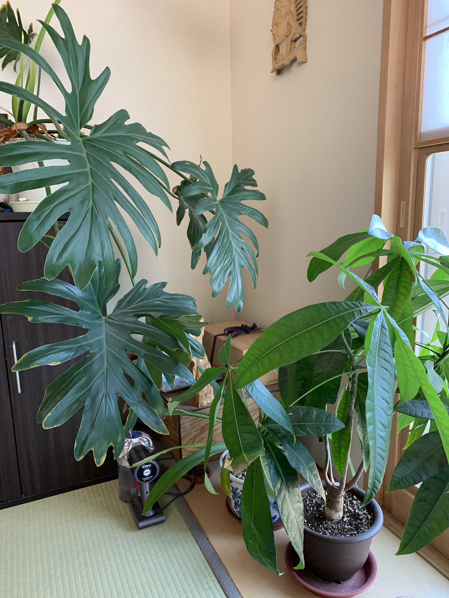 七浜凪 じいちゃんの部屋がジャングル化 植物好きじいちゃん おがり方がすごい 観葉植物 T Co Oz3n32iy1q Twitter