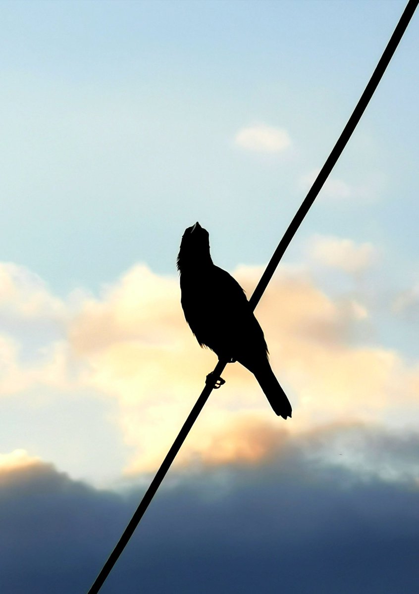 JuversonMabasa's tweet photo. "THEREโS A DIFFERENT POINT OF VIEW AWAITING YOU, IF YOU JUST LOOK UP.โ
โ Jack, Mary Poppins Returns
May 28, 2019
5:36 a.m
Malaybalay City
#wallpapersforyou
#lockscreenphoto
#P30Pro
#juvermabasa
#juverphotography
#AsianGlossyStarling
#DalaygonAngDios https://t.co/tYfaw6xNwp