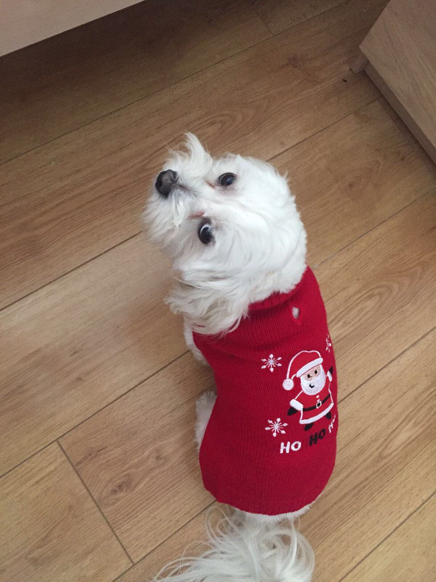 Smewest's tweet photo. Our family pet dog Ben went missing early this morning in the Cregg graveyard, Claregalway area. He is a small White Bichon Frise. Please RT https://t.co/ZYm49tdmBD