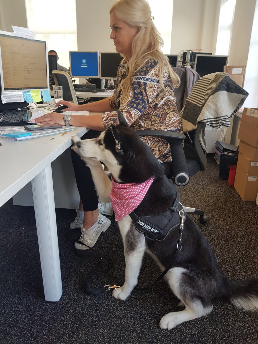 The newest member of the UKiset Team! #BringYourDogToWorkDay #UKiset