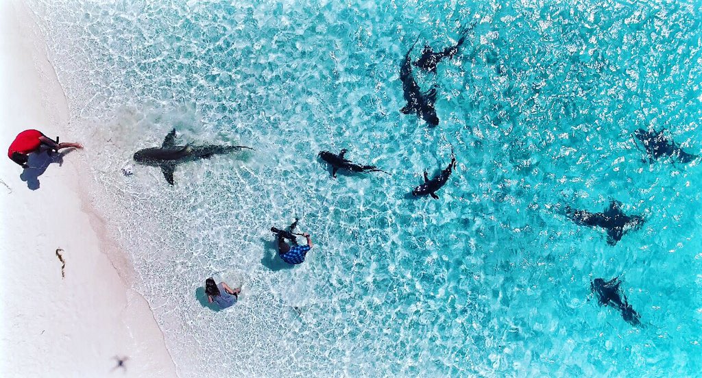 Andy Casagrande 🔥🦈🔥 tweet media