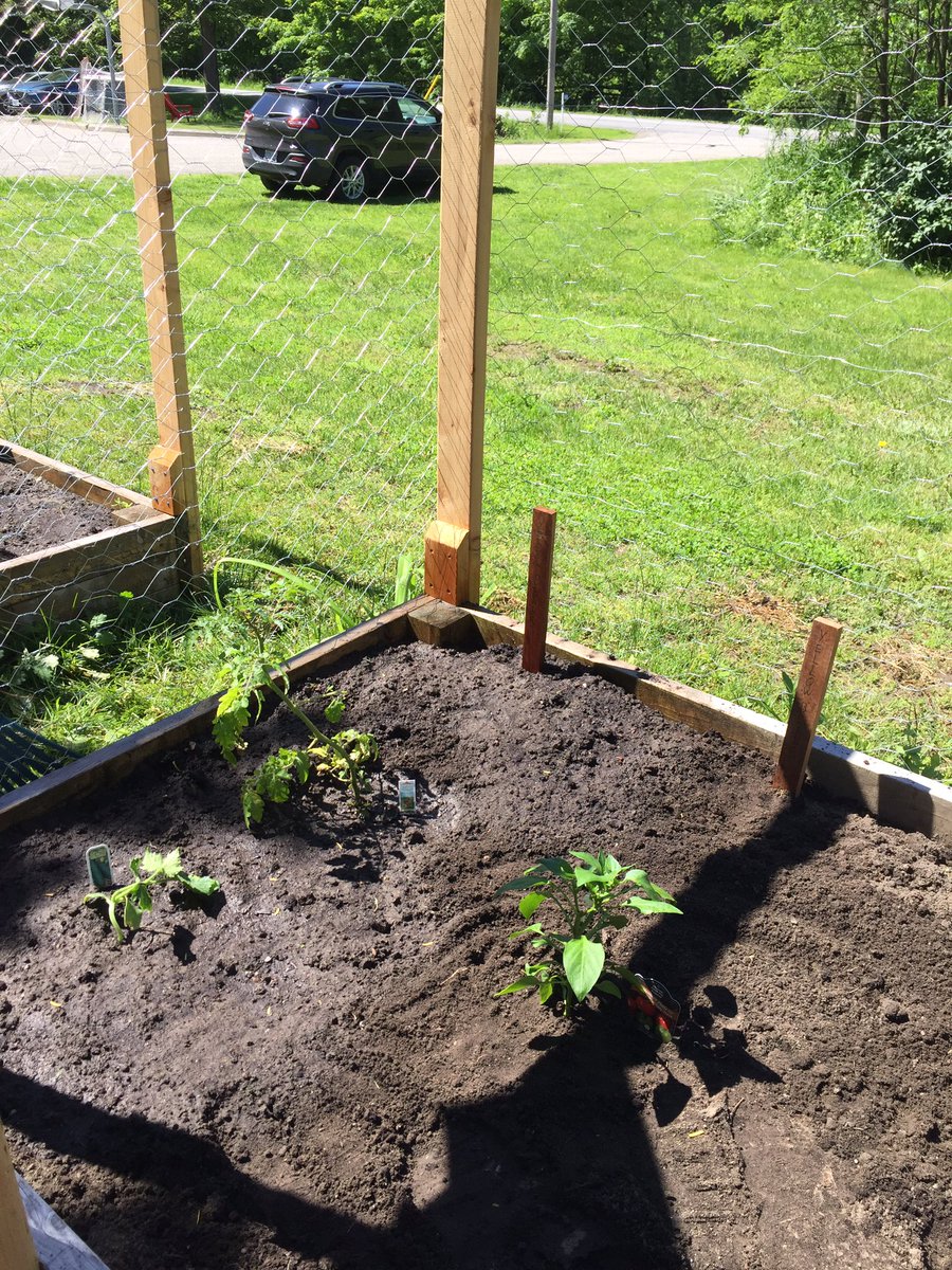 lawlor_tech's tweet photo. The garden @DaveSmithYouth  in Carleton Place has been planted! These vegetables will end up in the boys lunches and suppers. #garden #vegetablegarden  @McHughEduCentre https://t.co/WsTrwmGciF