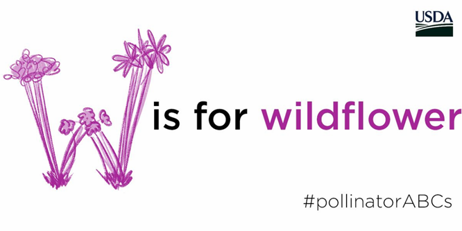 USDA_NRCS's tweet photo. Thanks to #pollinators, our world is bright and beautiful. https://t.co/imG4sX39lY #pollinatorABCs #PollinatorWeek https://t.co/53ptUAbfvf