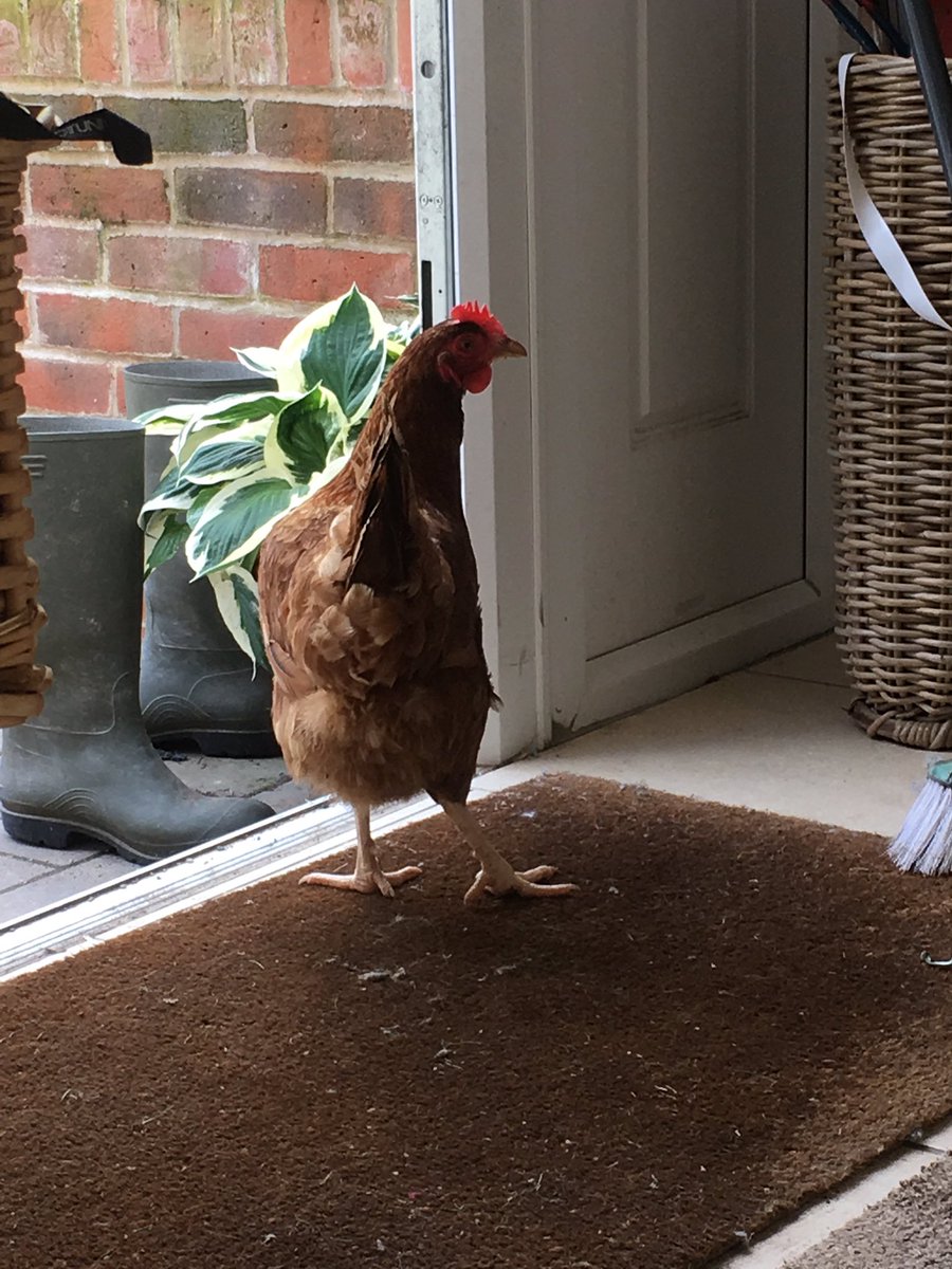 BeechwoodEggs's tweet photo. A cheeky afternoon visitor! #FreeRange #Hens #WelcomeVisitor #Chickens #ALittleBitTooFreeRange #LittleMissMischief https://t.co/3dpazmi9Rt